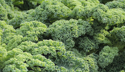 Kale