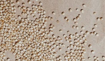Quinoa